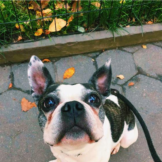 When Your Dog Doesn't Like To Go To The Vet